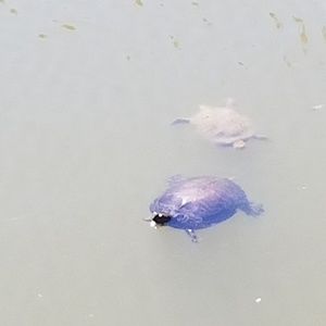 Meet your Posher, Curtis